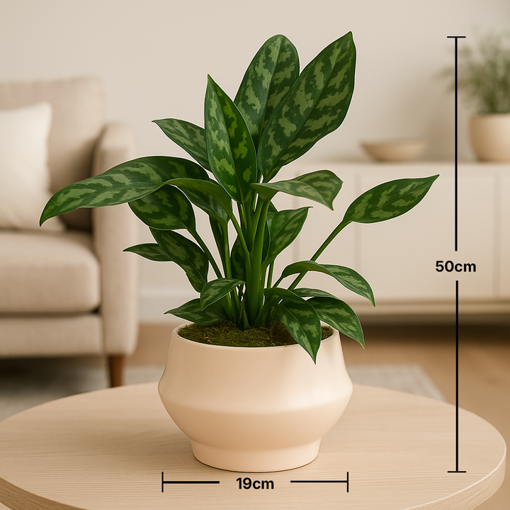 Aglaonema Maria Plant in Stylish Rose Pot - Elegant Indoor Decor