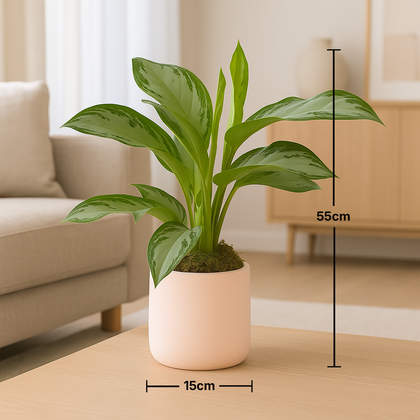 AGLAONEMA SILVER BAY In Round Pot