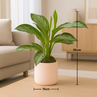 Elegant Aglaonema Silver Bay in Stylish Rose Round Pot