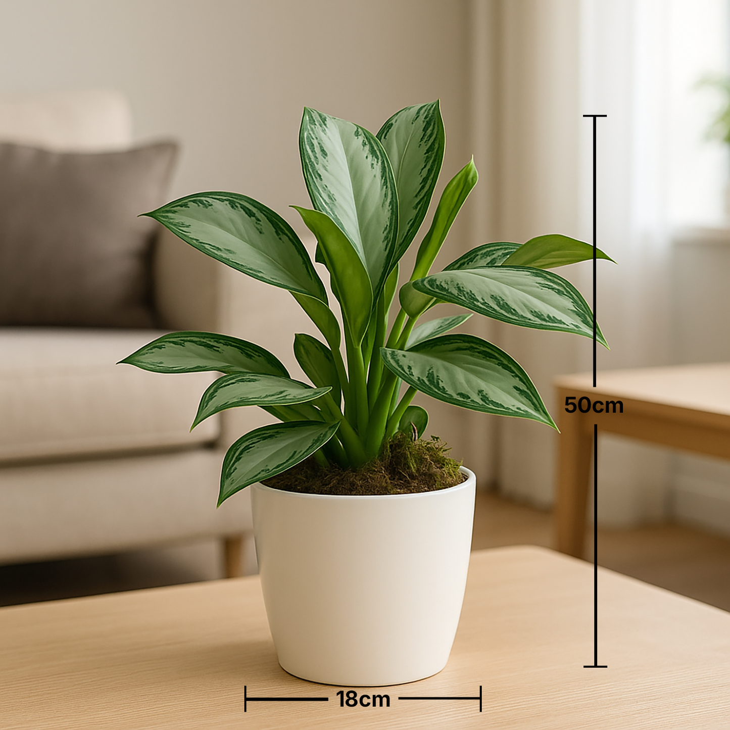 Beautiful AGLAONEMA SILVER BAY in a Classical Pot