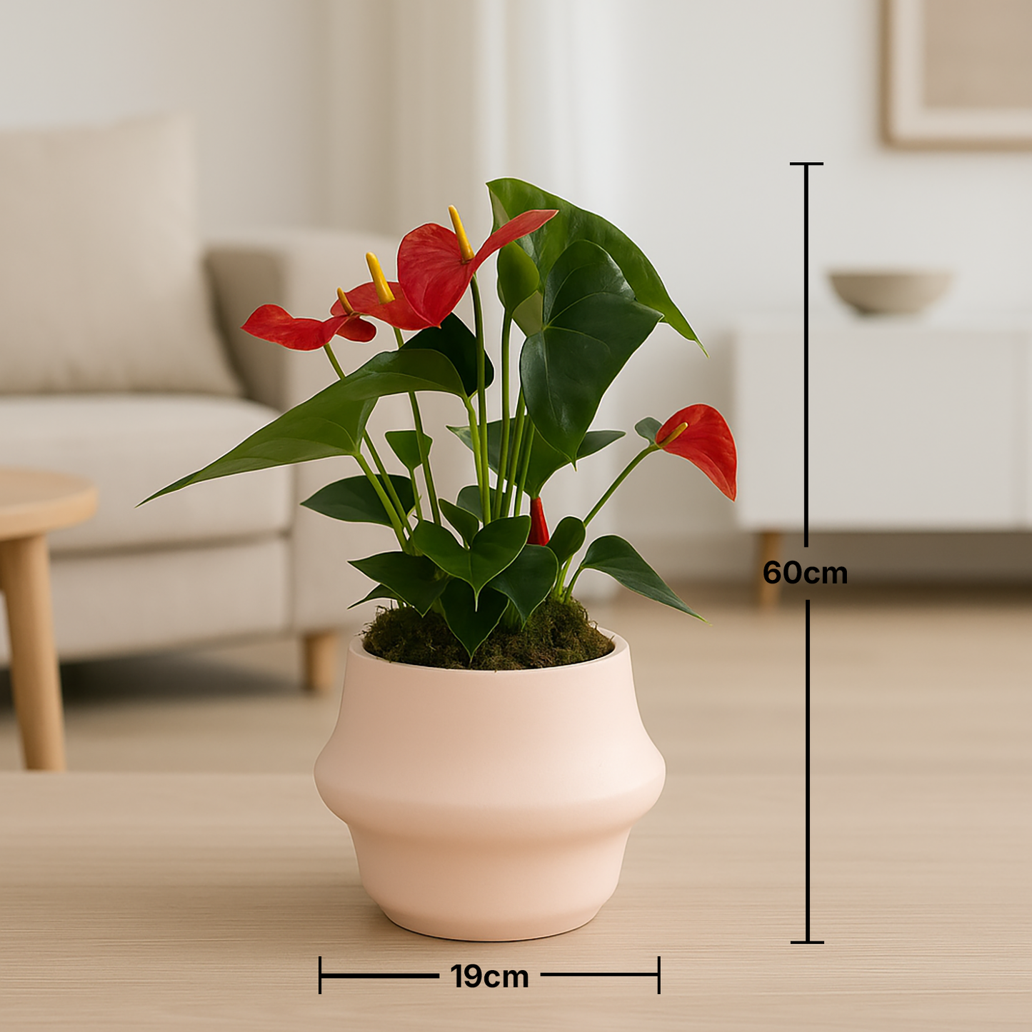 Elegant Anthurium Red in Stylish Handmade Rose Pot
