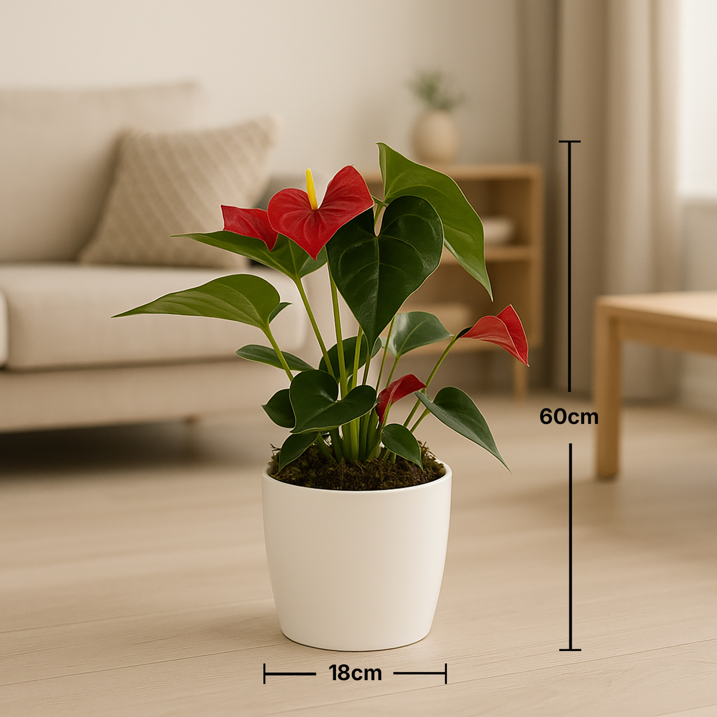Anthurium Red Potted in Marble Pot