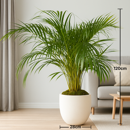 Tropical Areca Palm | Premium Indoor Potted Plant