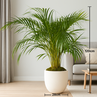 Tropical Areca Palm | Premium Indoor Décor Plant with Stylish White Pot