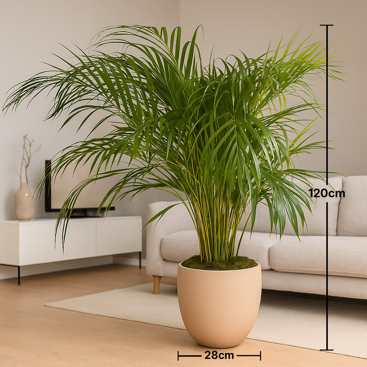 Elegant Tropical Areca Palm in Stylish Warm Beige Pot