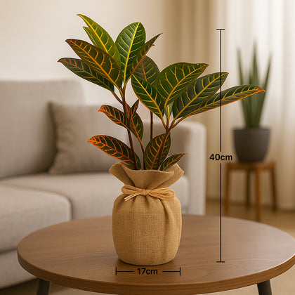 Jute Wrapped Croton Plant