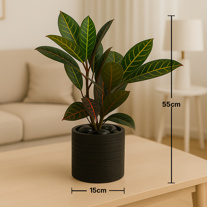 Tropical Croton in Charcoal Planter