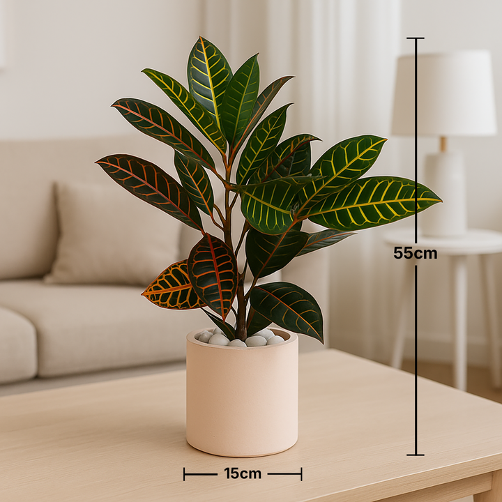 Petra Croton in Cement Planter