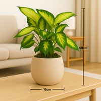 Golden Glow Dieffenbachia in Elegant Beige Vase