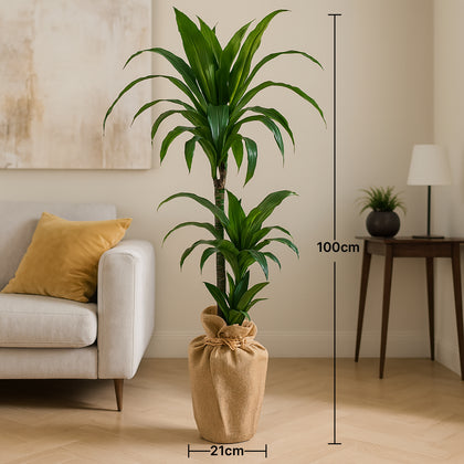 Twin-Stem Dracaena with Jute Wrapped