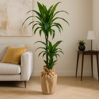 Elegant Twin-Stem Dracaena with Eco-Friendly Jute Wrap