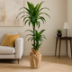 Elegant Twin-Stem Dracaena with Eco-Friendly Jute Wrap