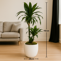 Elegant Dracaena Janet Craig Decorative Plant in Stylish White Pot