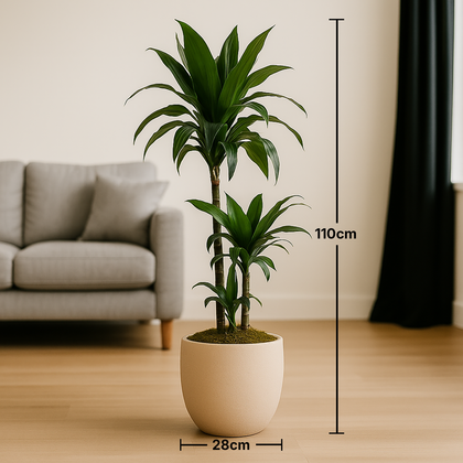 Evergreen Dracaena in Cement Pot