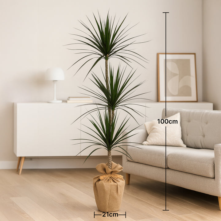 Indoor Dracaena Plant in Jute Wrapped Pot