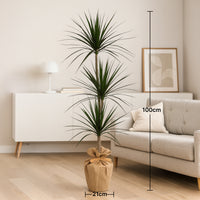 Indoor Dracaena Plant in Jute Wrapped Pot