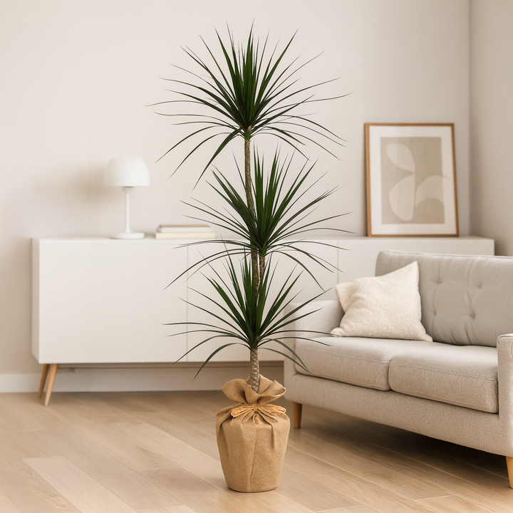 Indoor Dracaena Plant in Jute Wrapped Pot