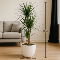 Elegant Dracaena Marginata in Stylish White Cement Pot