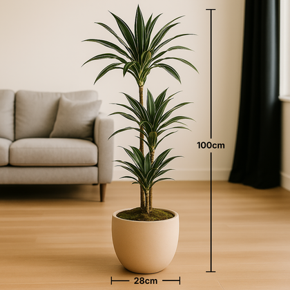 Dracaena Marginata in Matte Beige Round Pot