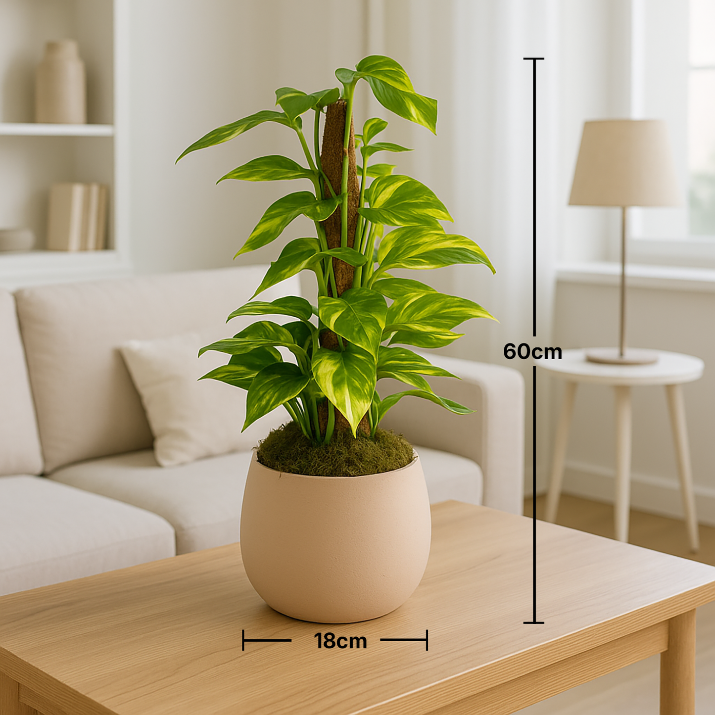 Epipremnum Mosstok 50Cm in Elegant Soft Beige Planter
