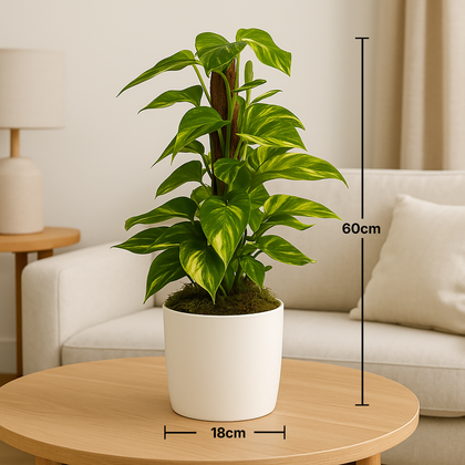 Upright Moss-Pole Houseplant in Minimalist White Planter