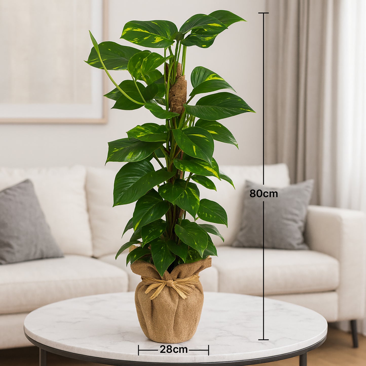 EPIPREMNUM MOSSTOK In a Jute Wrapped Pot