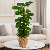 EPIPREMNUM MOSSTOK In a Jute Wrapped Pot