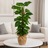 EPIPREMNUM MOSSTOK In a Jute Wrapped Pot