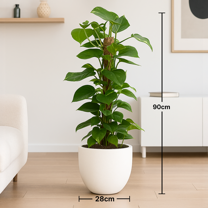 Upright Green Moss Pole Plant In White Cement Pot