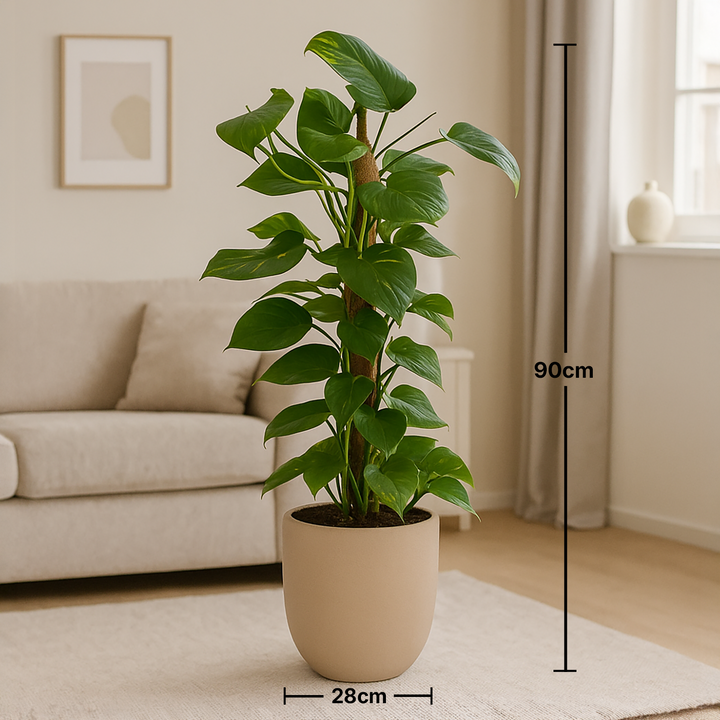 EPIPREMNUM MOSSTOK In Beige Pot