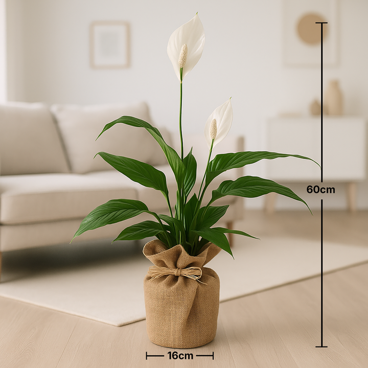 Jute Wrapped Peace Lily Plant