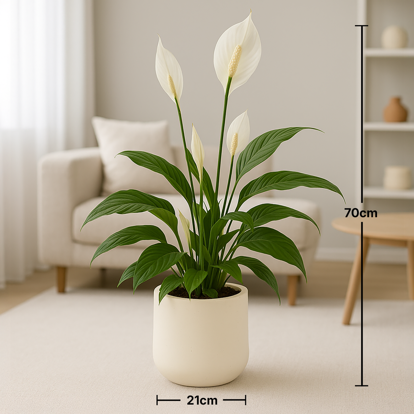 Peace Lily in Modern Cement Pot