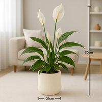 Peace Lily in Modern Cement Pot