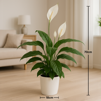 Classic Peace Lily Houseplant
