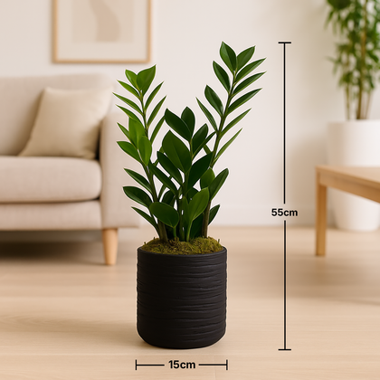 Classic ZZ Houseplant In Modern Pot