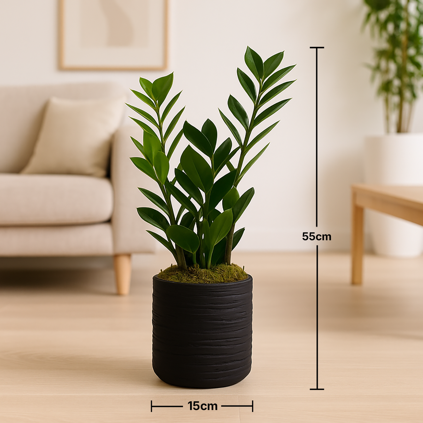 Elegant ZZ Plant in a Stylish Black Pot - Perfect for Modern Interiors