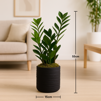 Elegant ZZ Plant in a Stylish Black Pot - Perfect for Modern Interiors