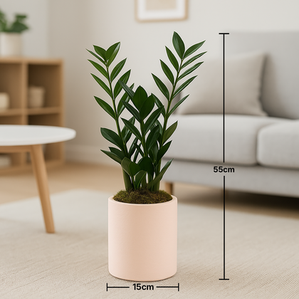 Classic ZZ Plant in Pastel Planter