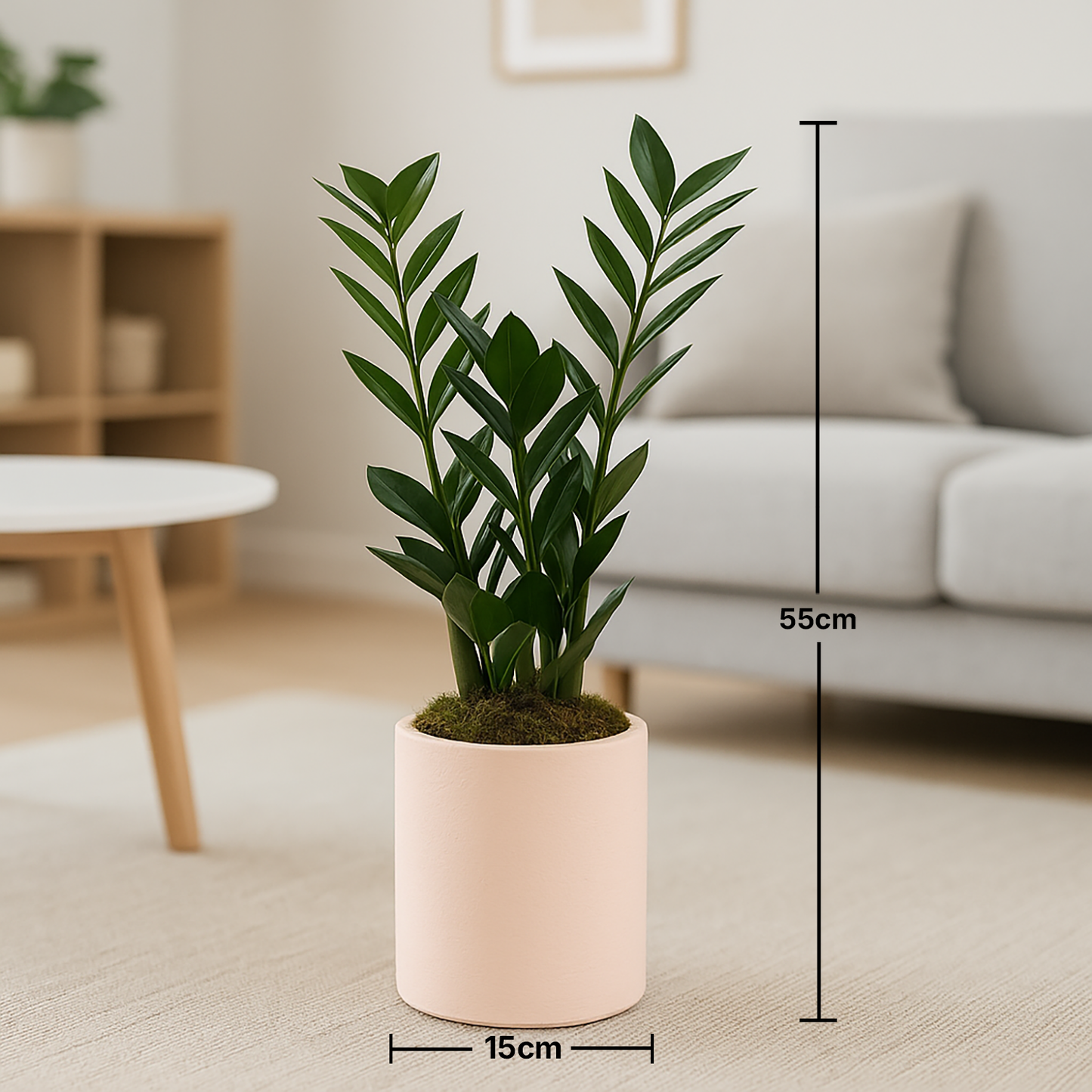 Elegant Zamioculcas ZZ Plant in a Chic Pastel Rose Planter
