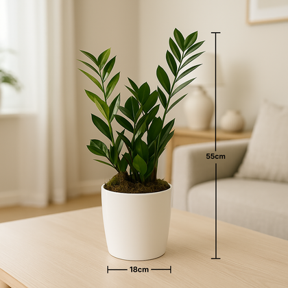 Easy Care ZZ Houseplant In White Marble Finish Pot