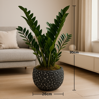 Elegant Premium ZZ Indoor Plant in Artistic Black Pot