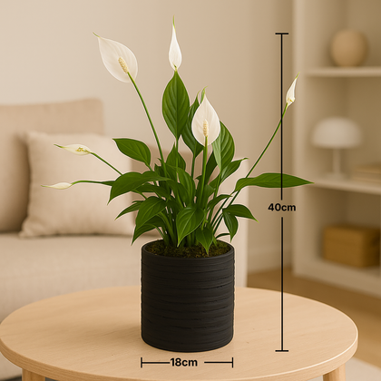 Peace Lily in Black Planter