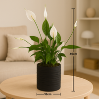 Elegant Peace Lily in Stylish Black Planter