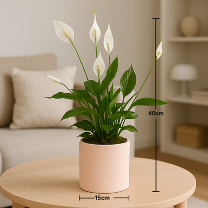 Modern Minimalist Peace Lily