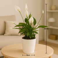 EverPure Peace Lily in Elegant Marble Finish Pot