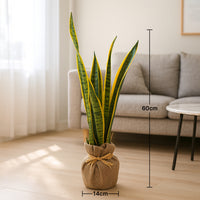 Elegant Jute Wrapped Sansevieria Laurentii - Perfect Indoor Decor