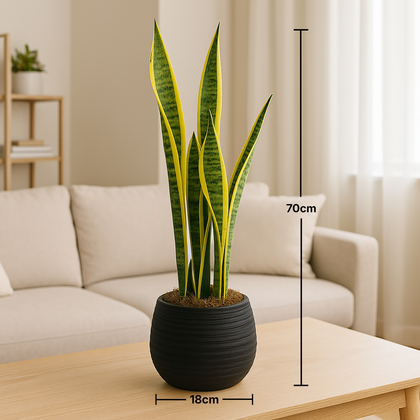 Midnight Planter Snake Plant