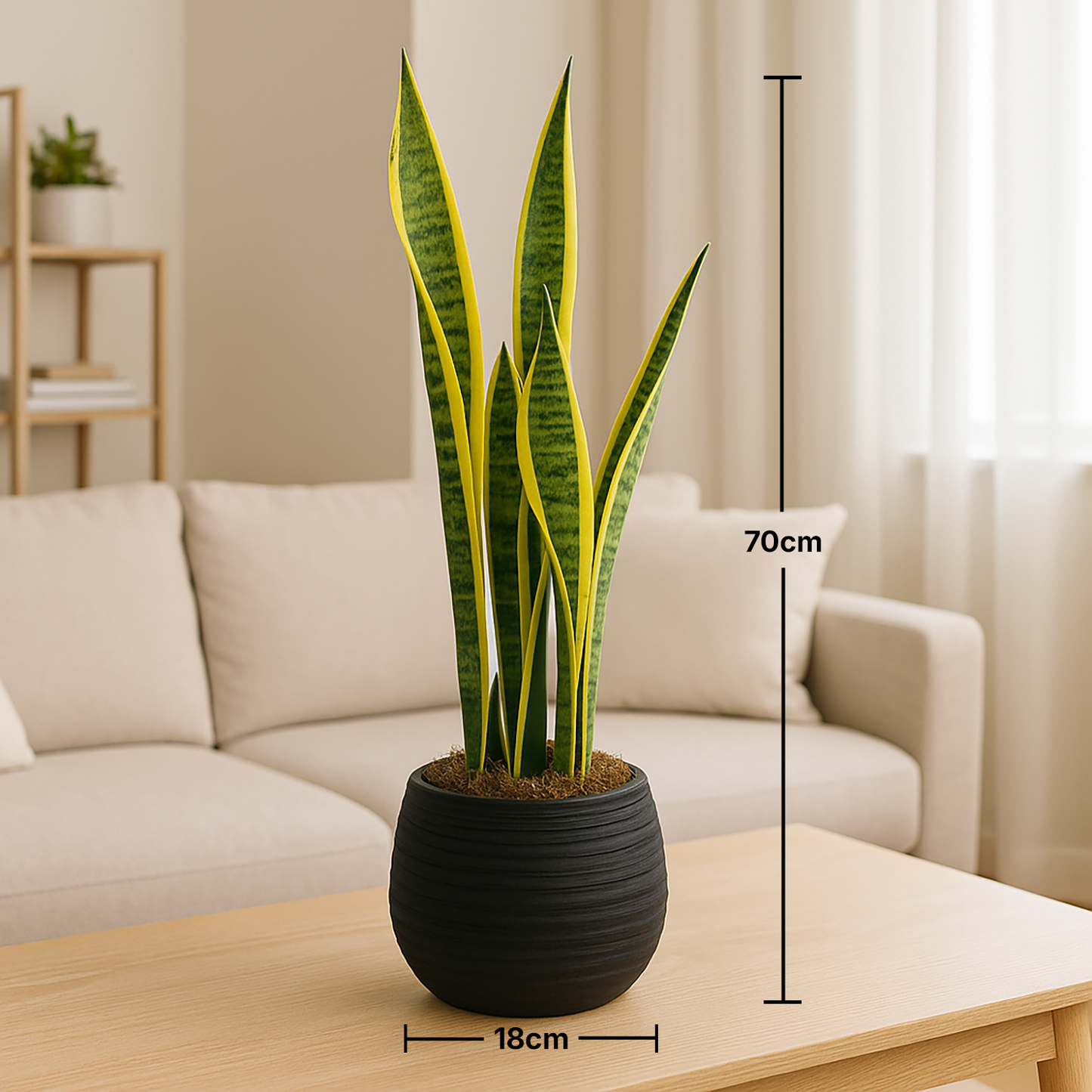 Midnight Planter Snake Plant