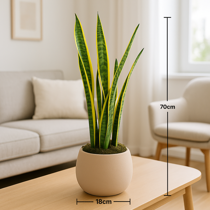 Elegant Beige Harmony Snake Plant in Handmade Vase