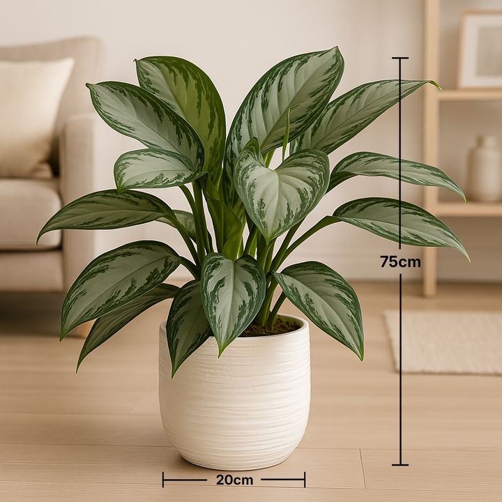 Elegant Chinese Evergreen Potted Plant in Stylish White Vase